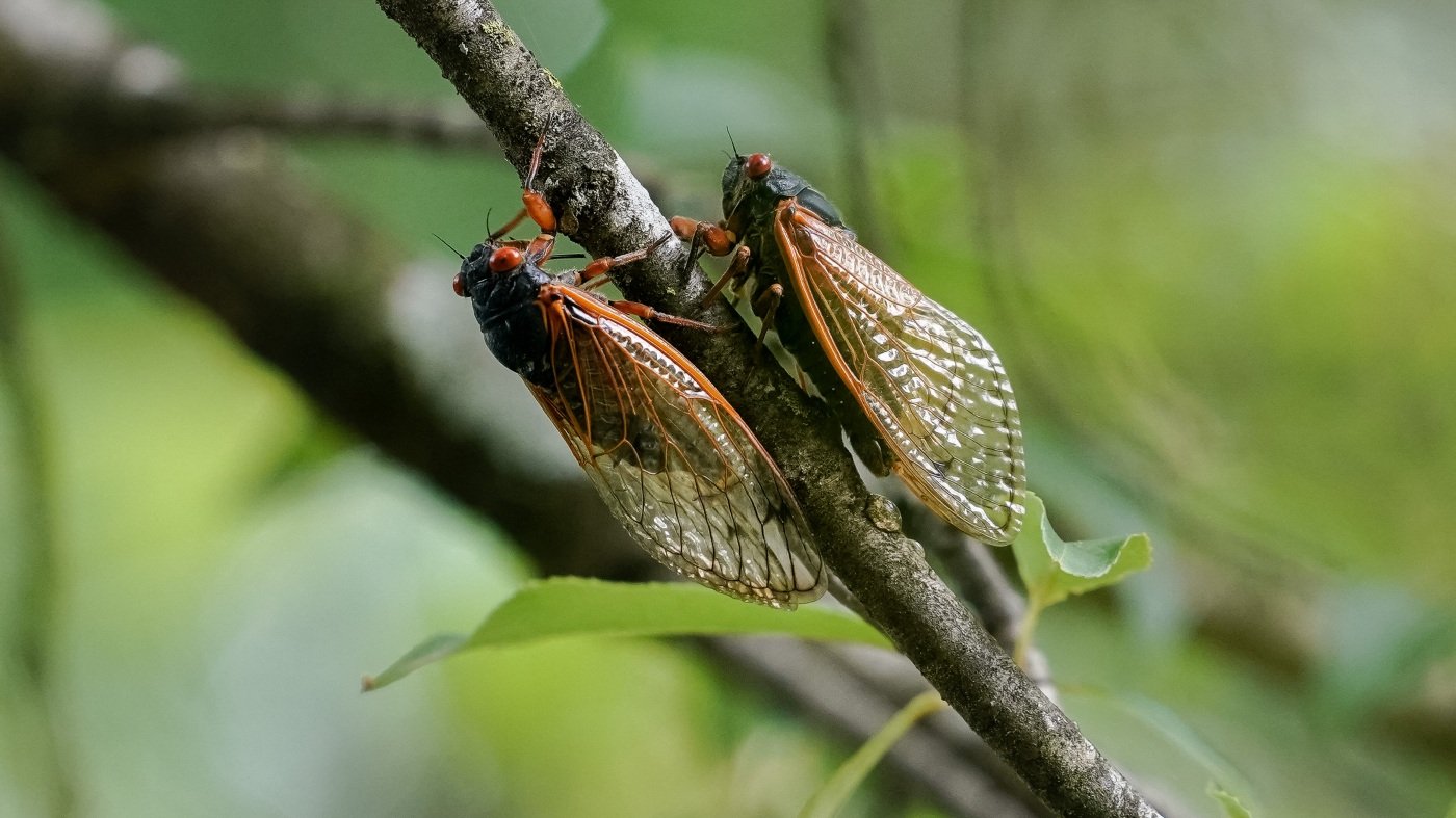 A fungus turning cicadas into horny zombies — but don’t panic