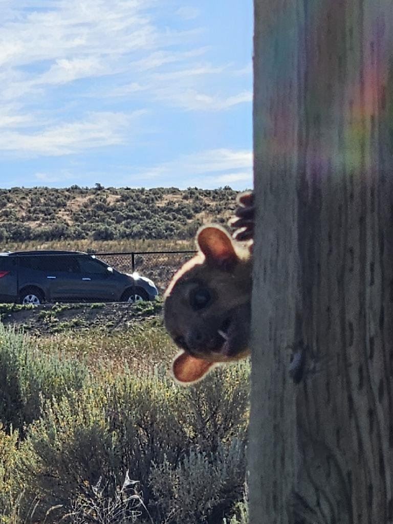 Mystery Kinkajou Found at Rest Stop in Washington