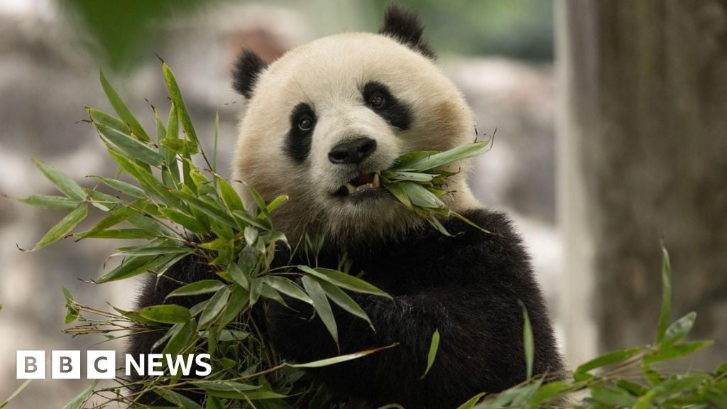 DC zoo to receive two new giant pandas from China