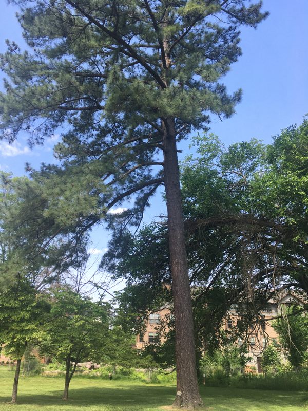 Grosvenor Estate Moon Tree in Bethesda, Maryland