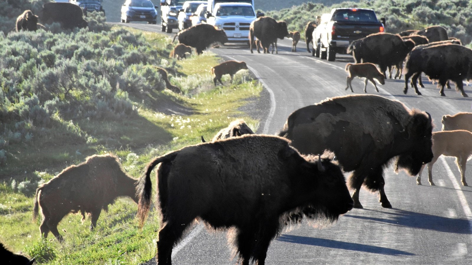 Yellowstone visitors hope to catch a glimpse of rare white buffalo