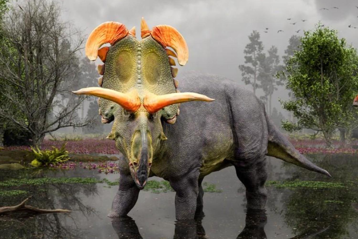 Un incroyable cousin du Triceratops découvert aux États-Unis