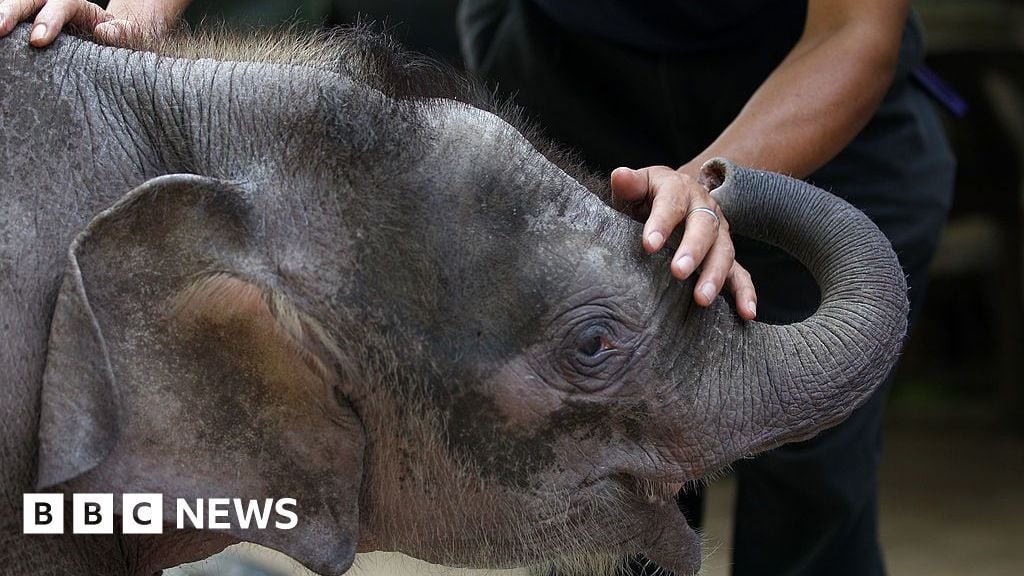 World's smallest elephant in danger of dying out