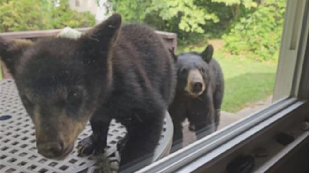 WATCH: Family of bears pays surprise visit to NC family