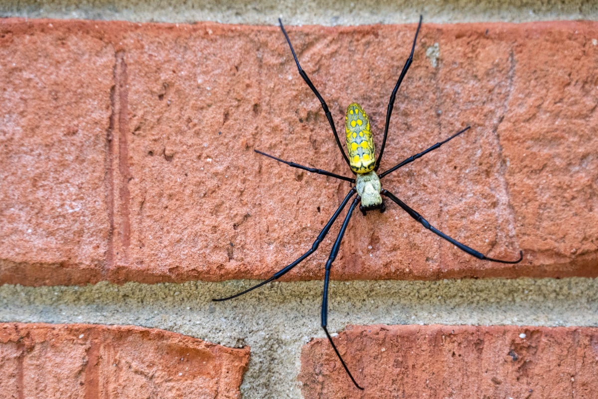 Millions of Joro Spiders Are Moving Up the East Coast. Here's What to Expect