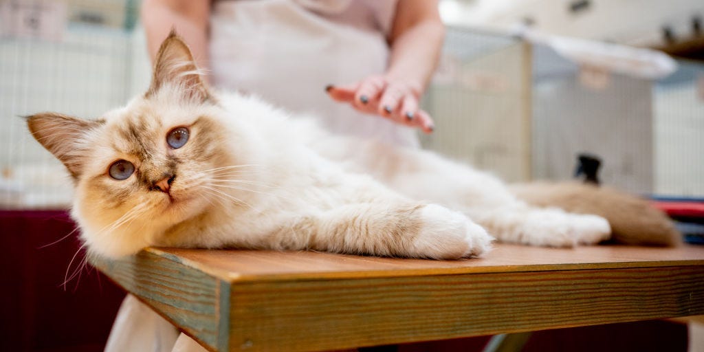 Scientists studied 8,000 cats to determine which breeds live the longest, and it could help you become a better pet owner