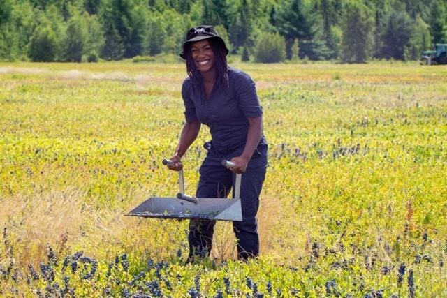 Wild Blueberries: A Journey Through Time and Tradition In Maine