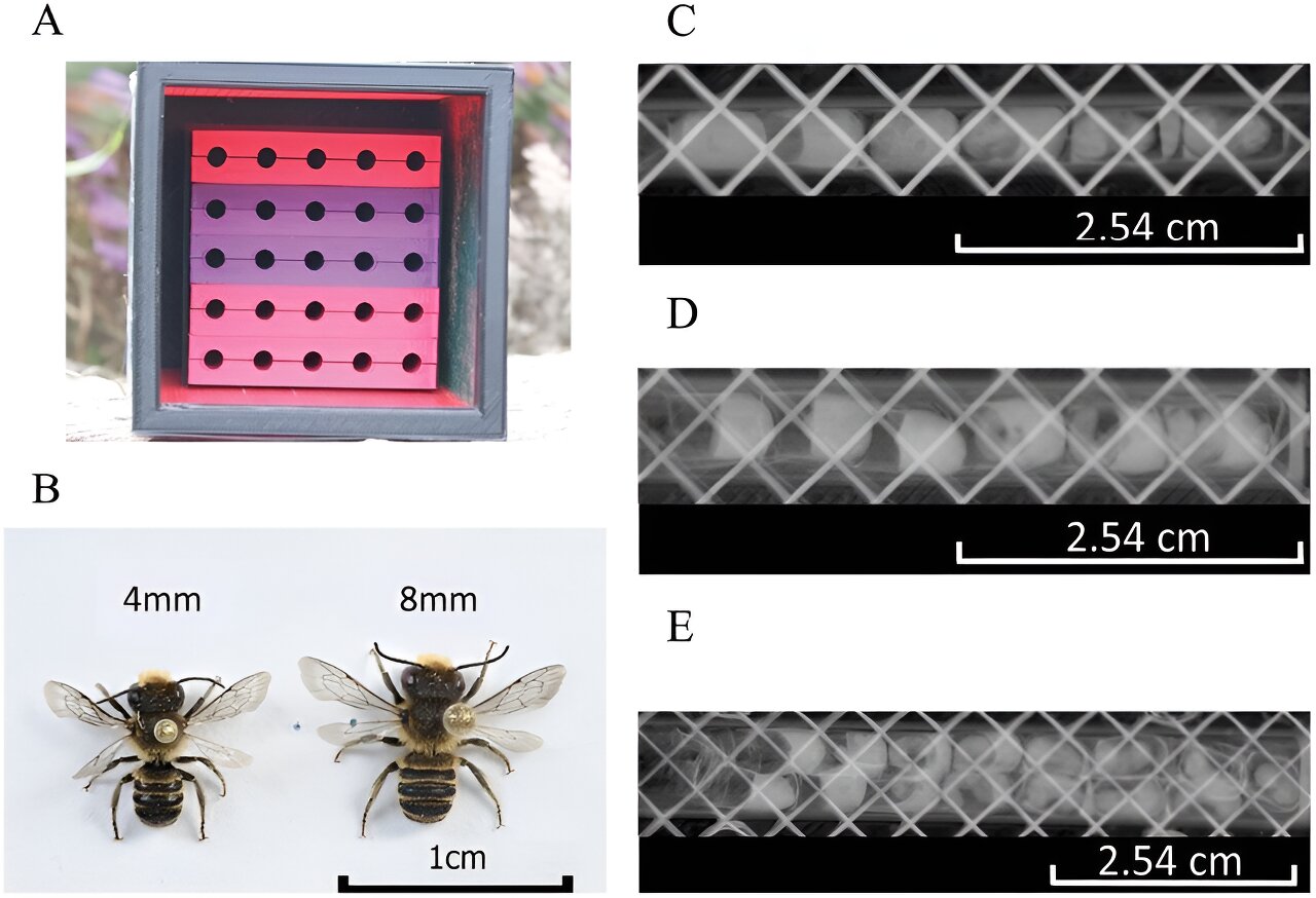 The right-size nest can maximize pollination capabilities of solitary bees