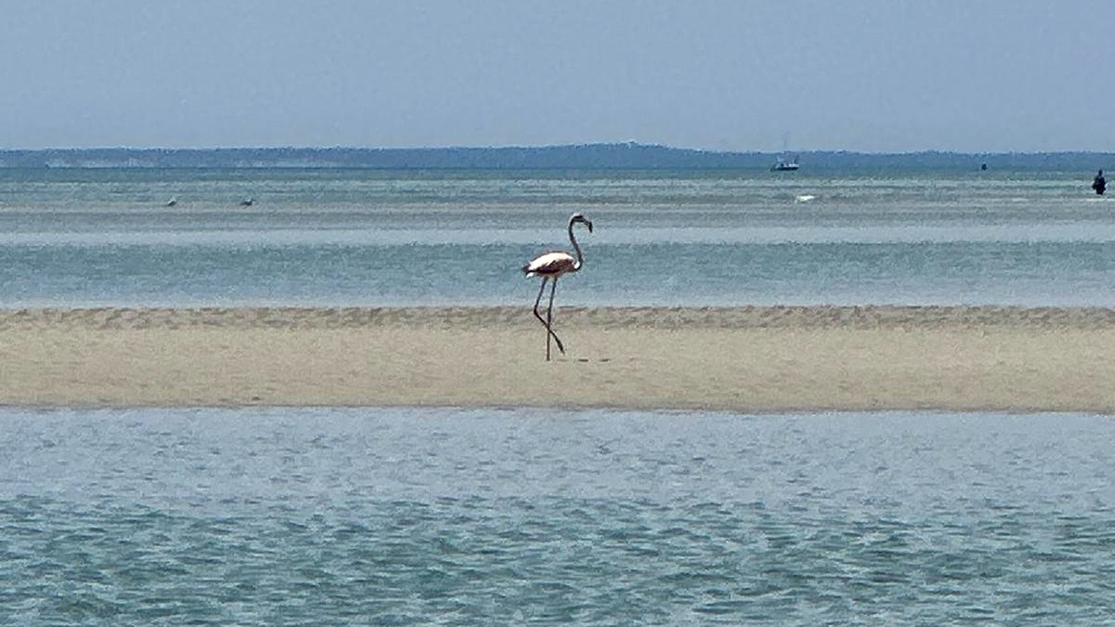 Flamingo spotted in Massachusetts in potentially unprecedented event