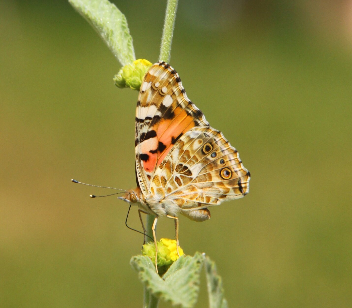 In a world-first, researchers map a 4,200 km transatlantic flight of the painted lady butterfly