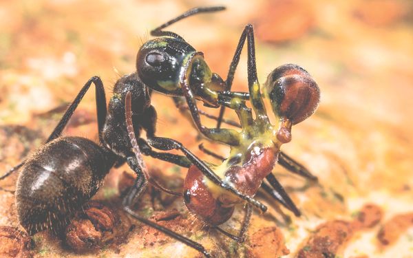 These Ants Protect the Colony by Blowing Themselves Up