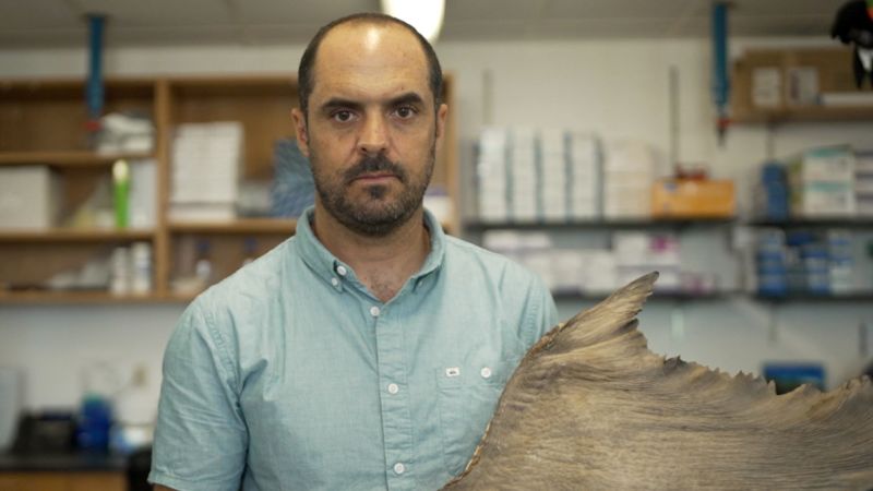 A third of sharks are threatened with extinction. Here’s what one man is doing to help