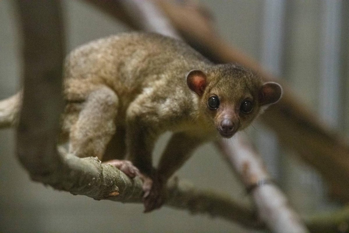 Kinkajou found at Washington rest stop gets temporary zoo home