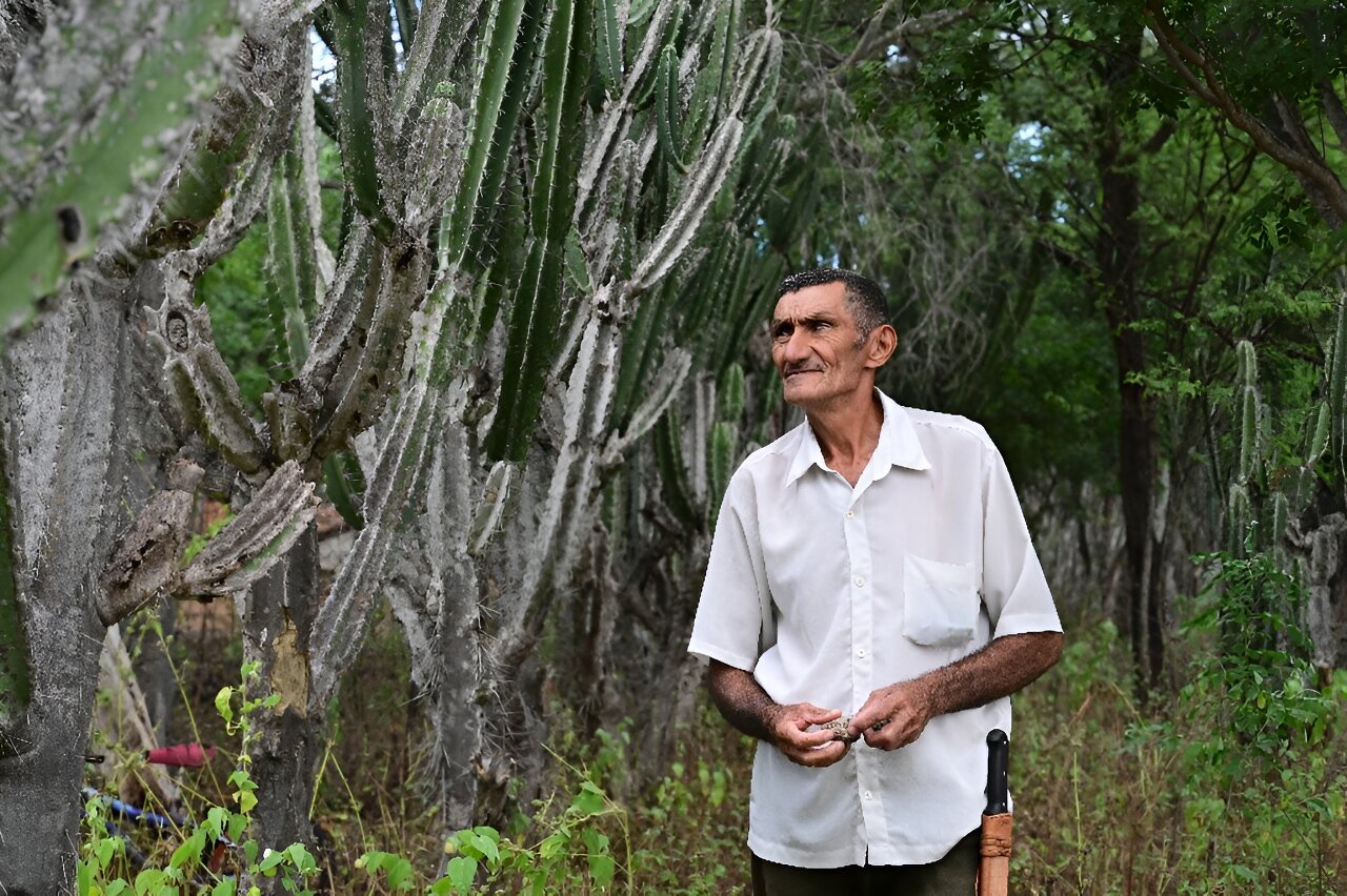 Planting giant cactus to stave off desertification in Brazil