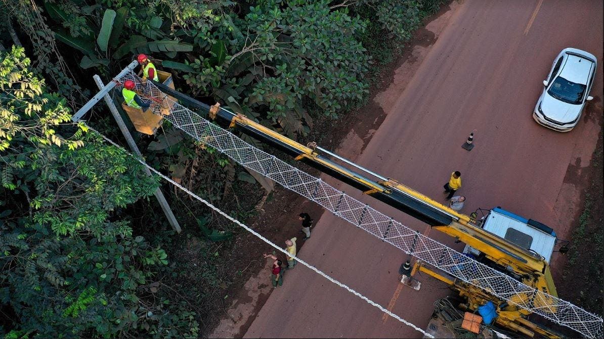 How Can New Bridges In Brazil Help Monkeys Cross A Highway?