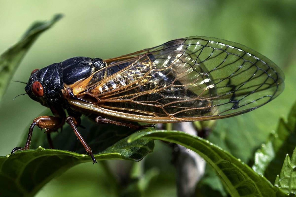 Cicadas in Chicago Will Become Infected with STD That Makes Them ‘Zombies’ and Causes Genitals to Fall Off