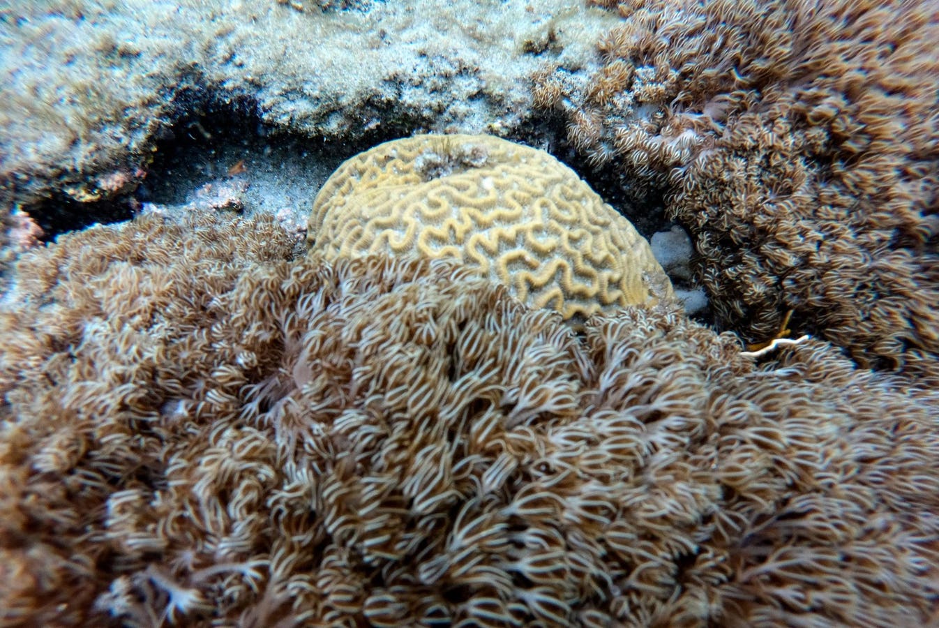 How Are These Invasive Soft Corals Choking Venezuela’s Reefs?