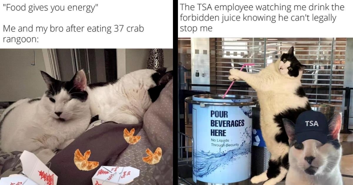 A Takeout Box Full of 48 Cat Memes Starring Colonel and Rambo, the Tuxedoed Aficionados of Crabby Rangoons
