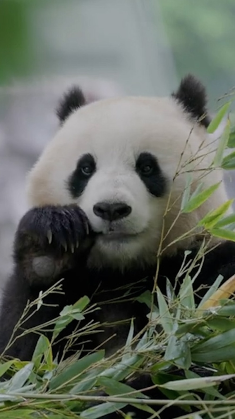 WATCH: Adorable new pandas arriving at the National Zoo from China