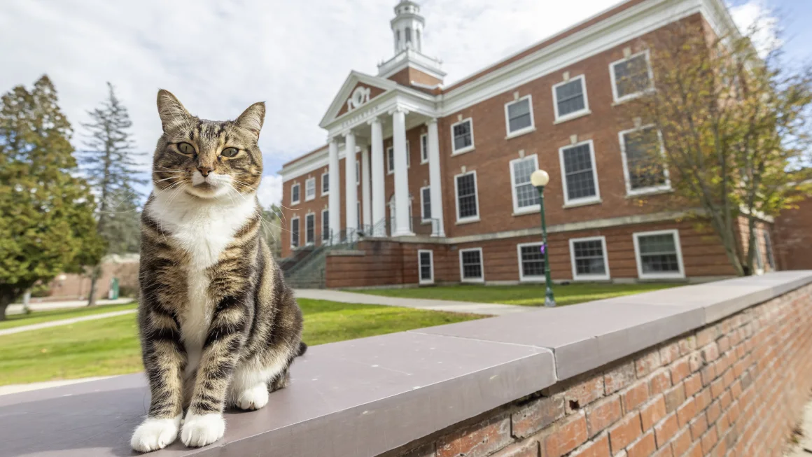 Un gato obtuvo un doctorado en la Universidad de Vermont, en EE.UU.
