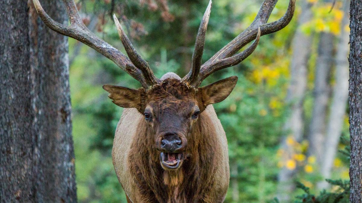 Tourist nearly takes an antler to the butt photographing elk at dangerously close range
