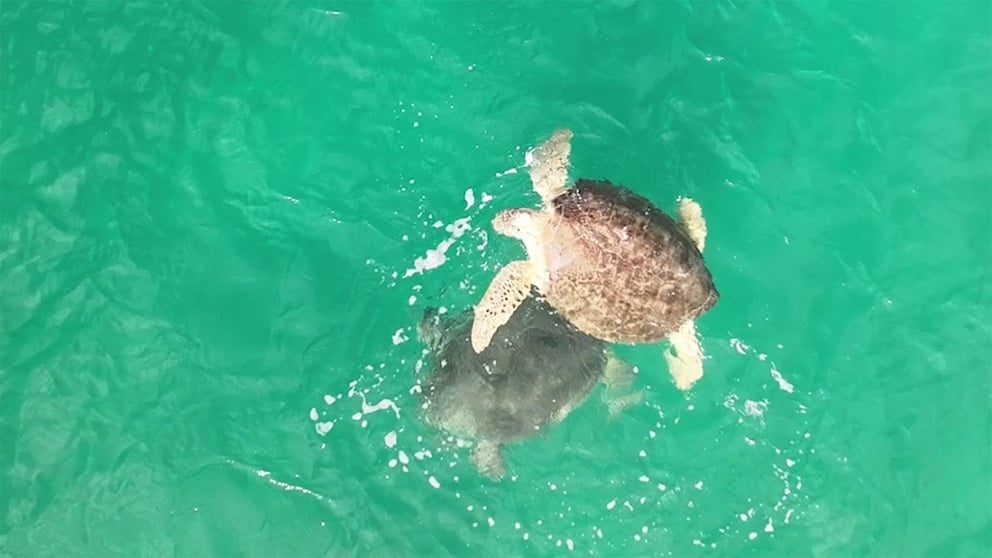 WATCH: Sea turtles interact in rare sighting off the coast of Florida
