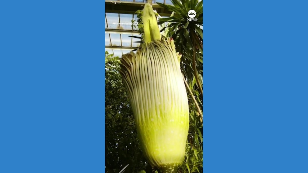 WATCH: Rare, stinky 'corpse flower' blooms in London