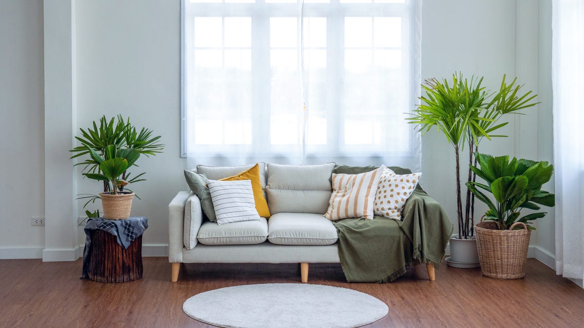 9 Easiest Houseplants to Keep Alive, According to Experts