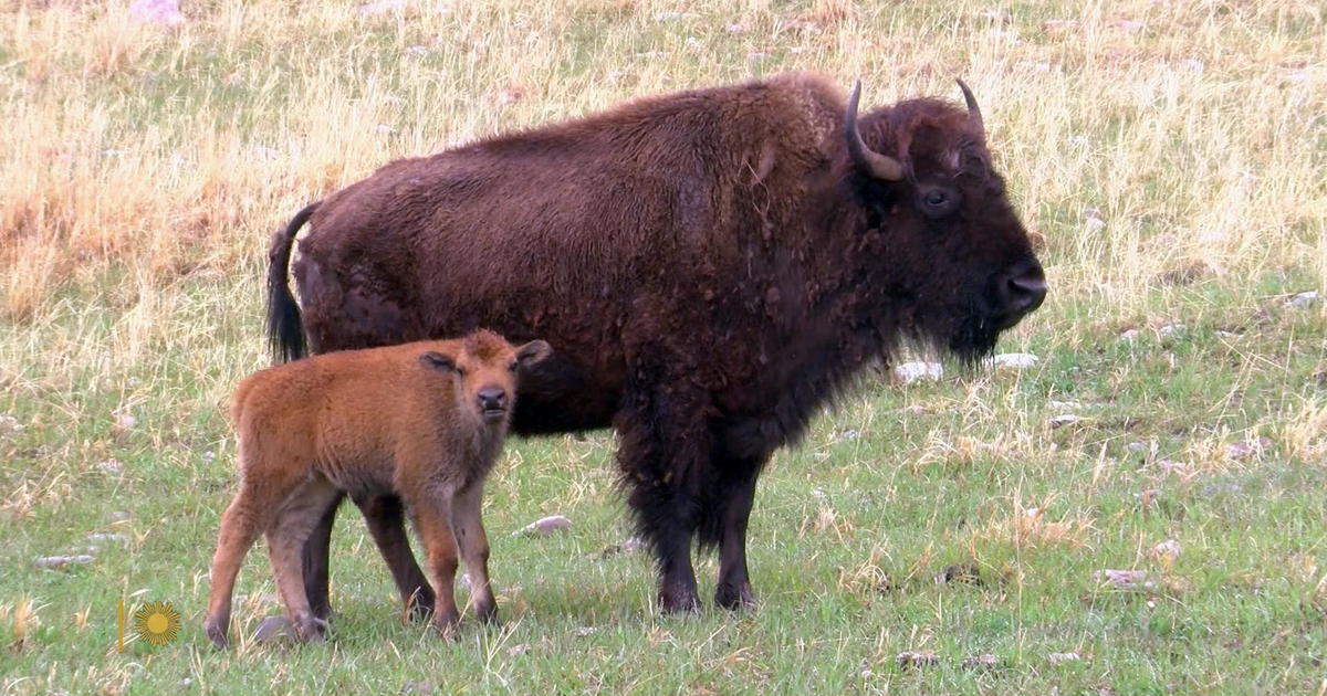 Nature: Bison in South Dakota