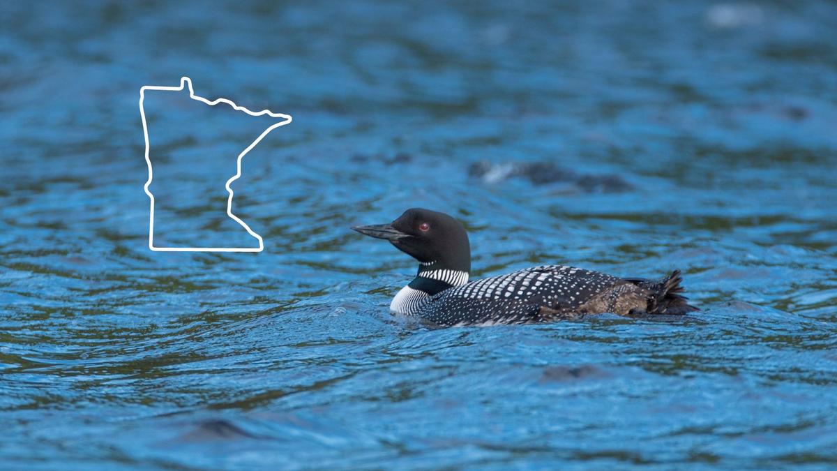 Volunteers Needed Now In Minnesota For DNR Loon Survey