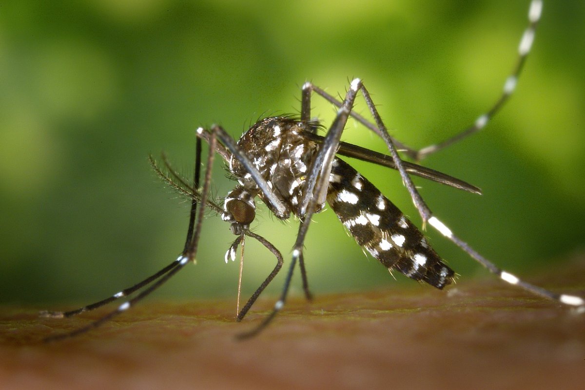 Florida reports two cases of mosquito-borne dengue fever