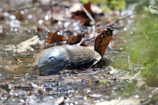 Chinese woman facing charge of trying to smuggle turtles across Vermont lake to Canada