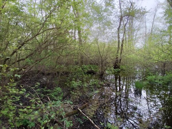 Hockomock Swamp in West Bridgewater, Massachusetts
