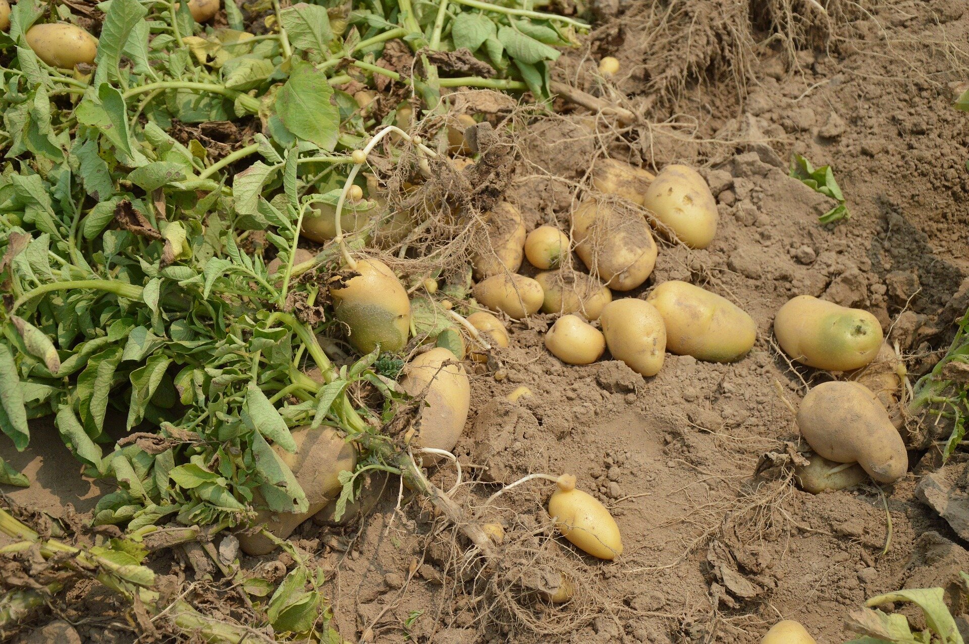 Unraveling the origin and global spread of the potato blight pathogen