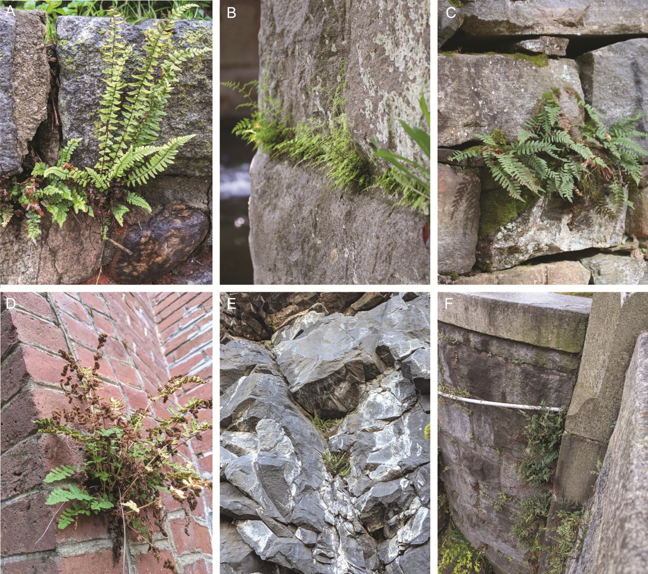 City fern, country fern: Citizen science is helping to study why some plants love the city life