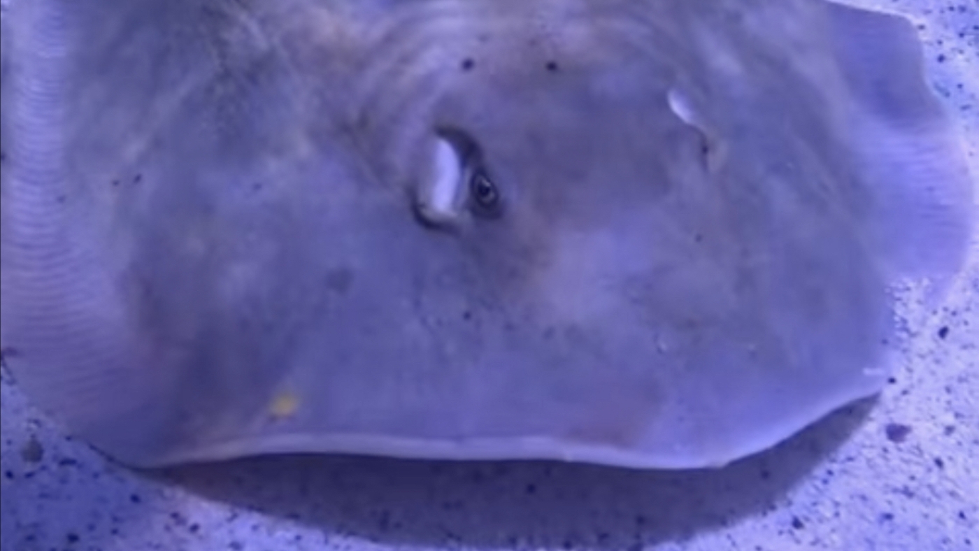 Charlotte the stingray, the would-be mom, has died at her N.C. aquarium
