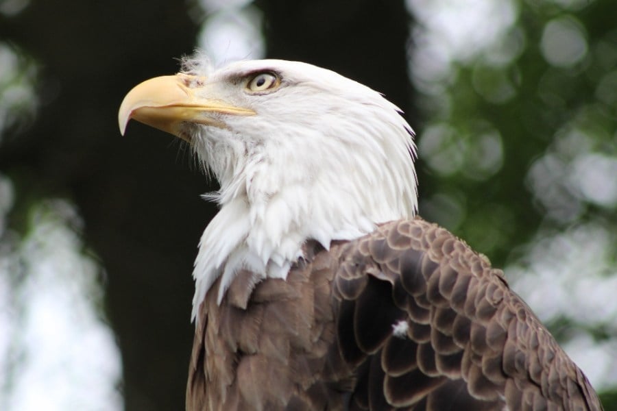 Bald eagle population thriving in Ohio, ODNR says