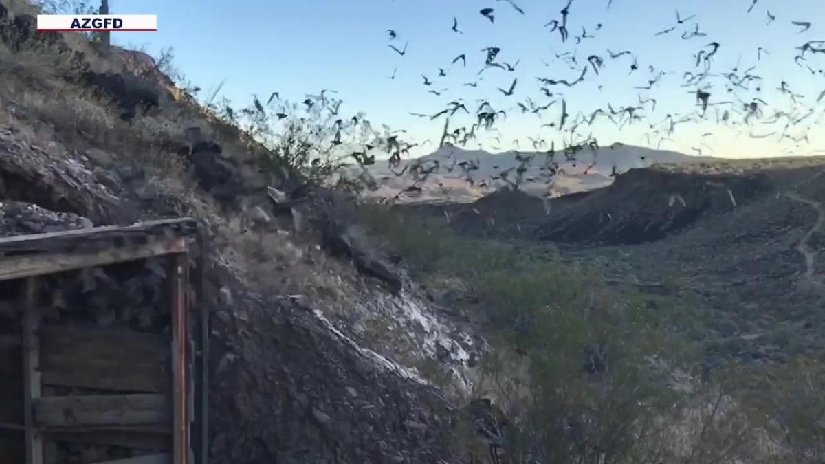 Bat swarm registered as rain on Phoenix weather radar; bigger swarms expected later this summer