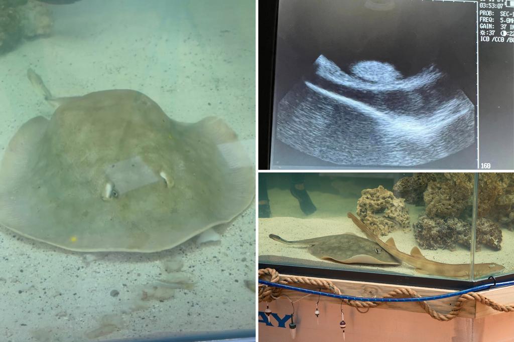 Stingray that became pregnant without a male companion dies