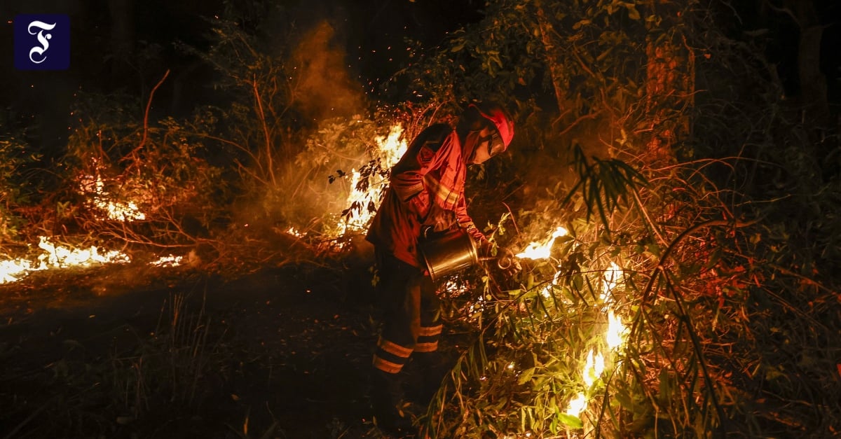 Brasilien registriert Rekordwaldbrände im Feuchtgebiet Pantana