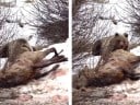 Watch: Grizzly Bear Eats a Cow Elk That’s Still Alive