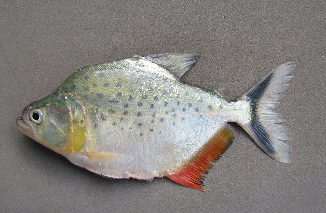 Discovering a new piranha species in the Amazon Basin