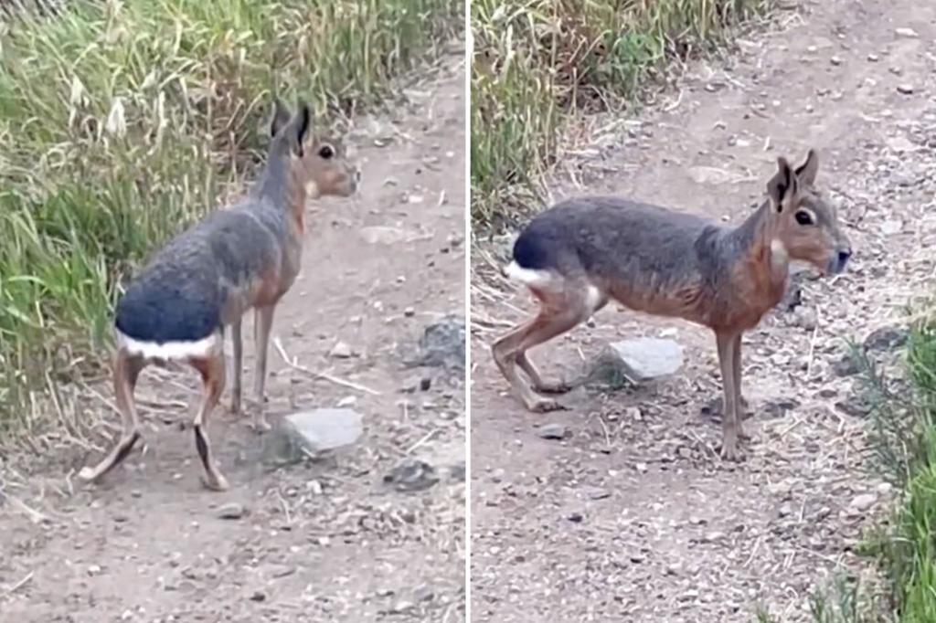 Exotic animal from South America spotted roaming around Colorado wilderness