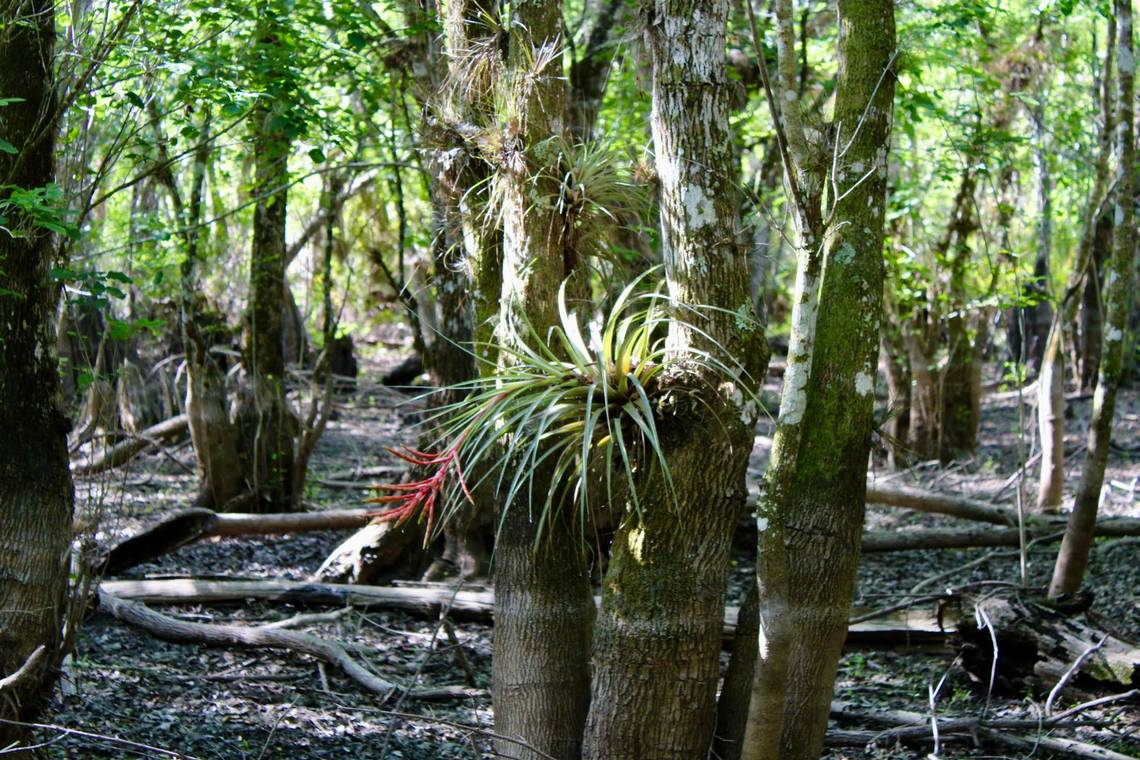 Powerful Florida family sold DeSantis administration toxic land, lawsuit alleges