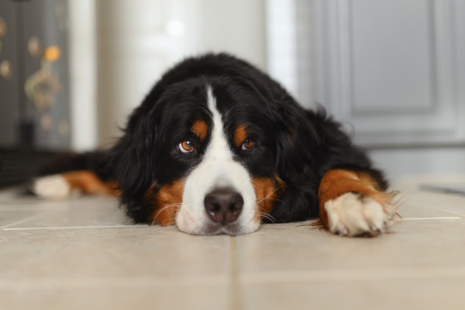 The $30 Cooling Mat That Keeps My Dogs Cool All Summer