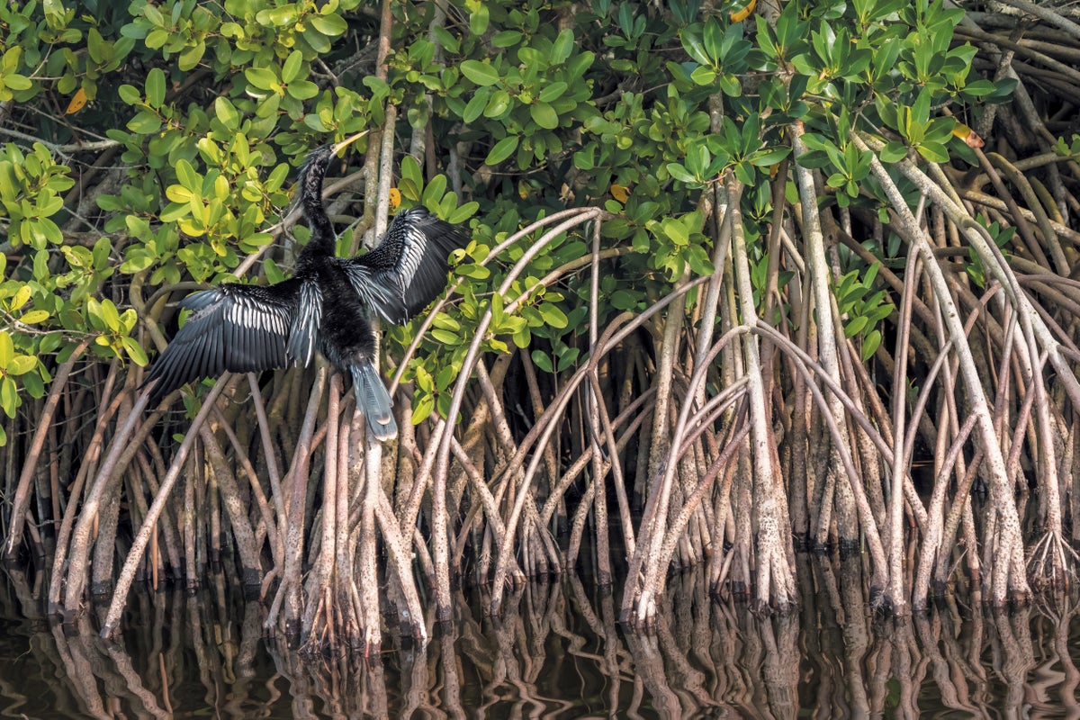 Mangrove Trees Are on the Move, Taking the Tropics with Them