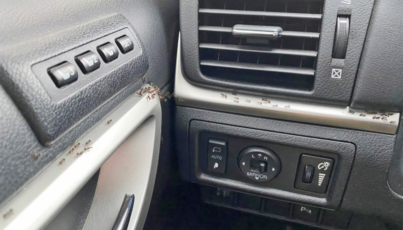 Invasive ants can hitchhike on your car