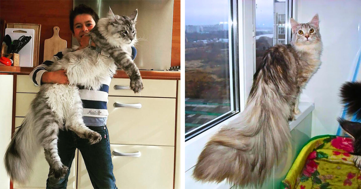 A Feline Floof Fest of Furbulous and Fuzzy Maine Coon Cuties Featuring Fluffiness of Epic Purrportions