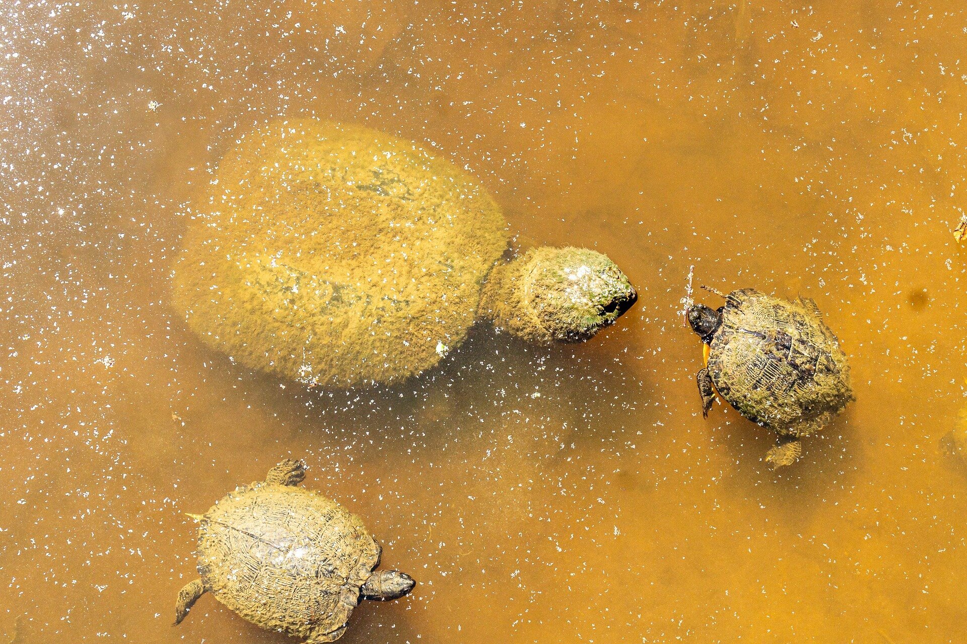 Kansas is bringing the alligator snapping turtle back to its waters after 33-year absence