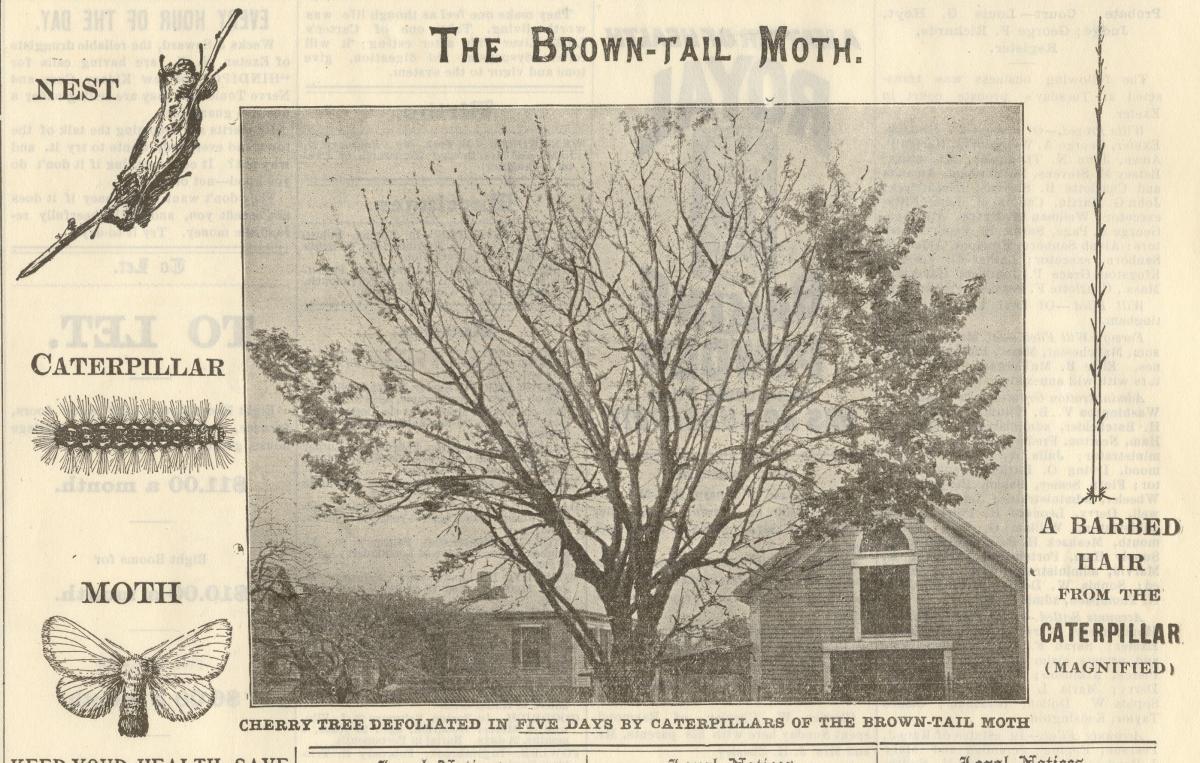Historically Speaking: The moth invasion that threatened Exeter's trees